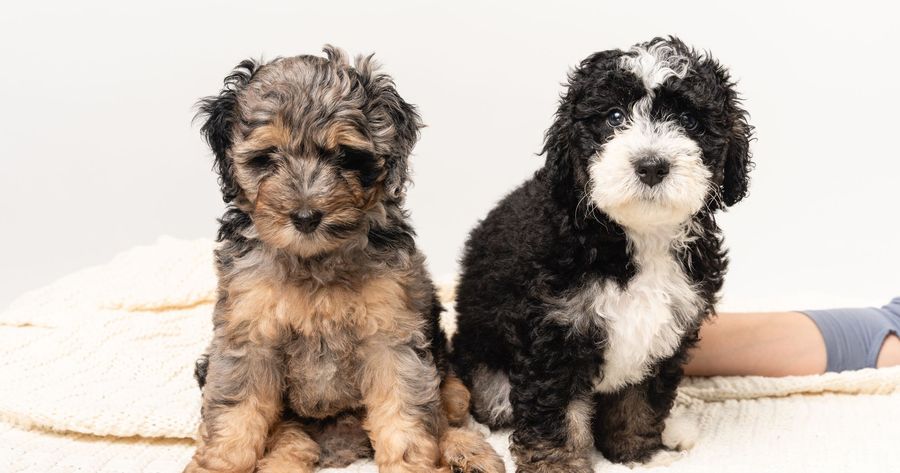 A Bernedoodle costs about $2,000 to $5,000 in 2026
