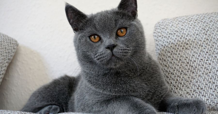 A British Shorthair kitten costs about $1,200 to $3,500 from a breeder in 2026