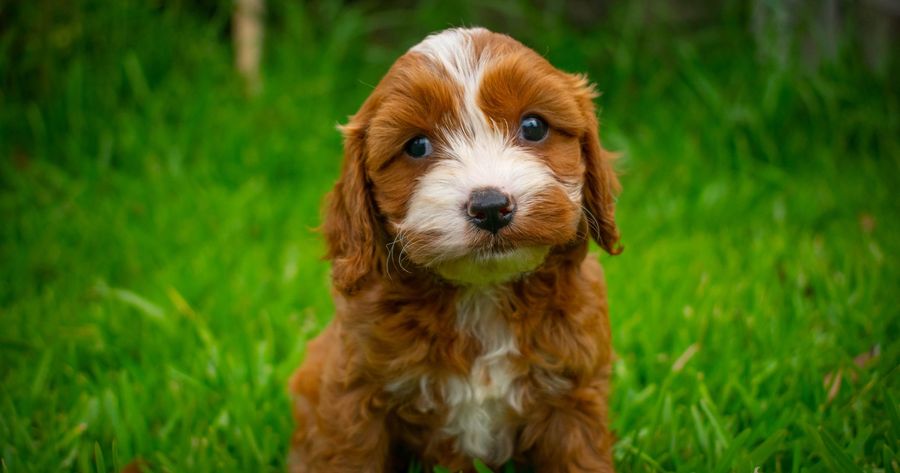 A Cavapoo puppy costs about $2,000 to $4,000 from a breeder in 2026