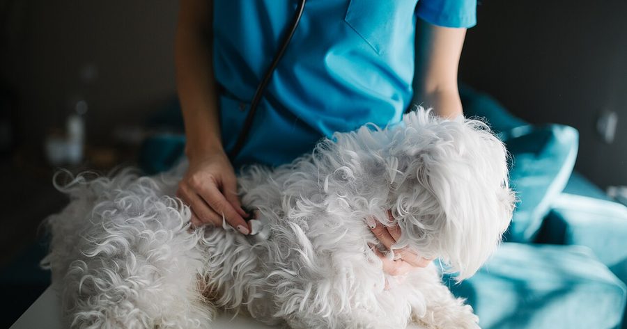 Neutering a dog costs $70 to $600 in 2026