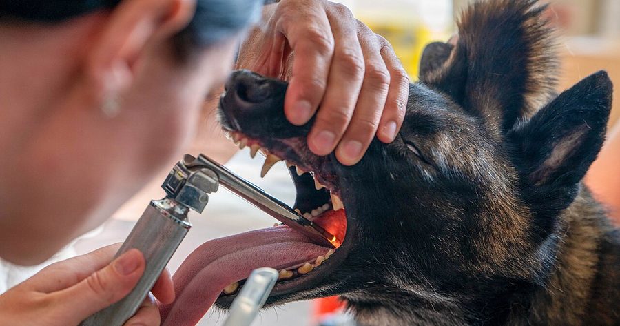 Dog teeth cleaning costs $300 to $700 in 2026