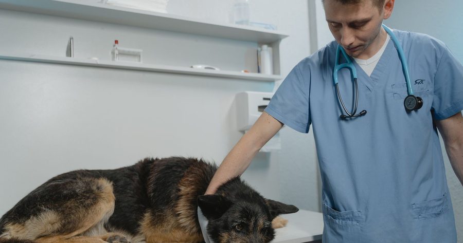 An emergency vet visit costs $800 to $1,500 in 2026