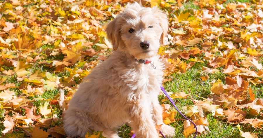 A Goldendoodle puppy costs about $2,000 to $5,000 from a breeder in 2026
