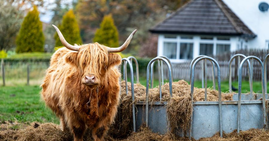 A Highland cow costs about $2,500 to $12,000 in 2026