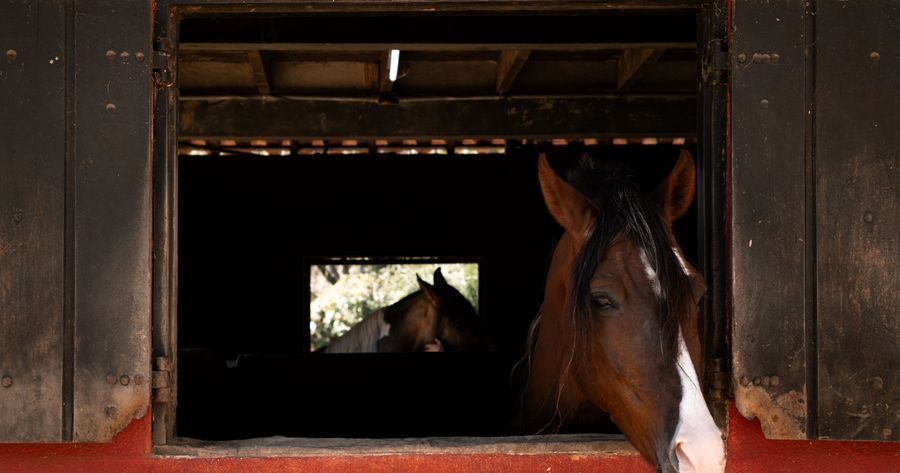 Horse boarding costs about $150 to $1,600 a month in 2026