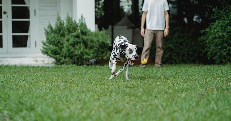 An invisible fence costs about $800 to $3,000 installed