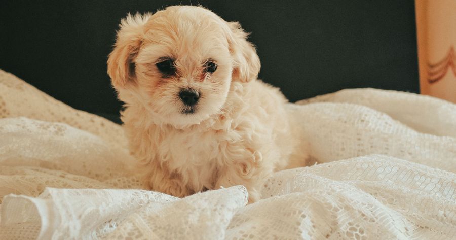 A Maltipoo puppy costs about $1,500 to $4,000 from a breeder in 2026