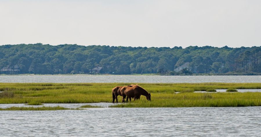Assateague Island costs $25 per car