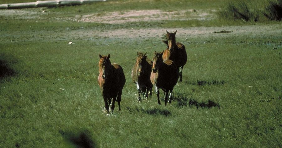 Cumberland Island costs $15 per person