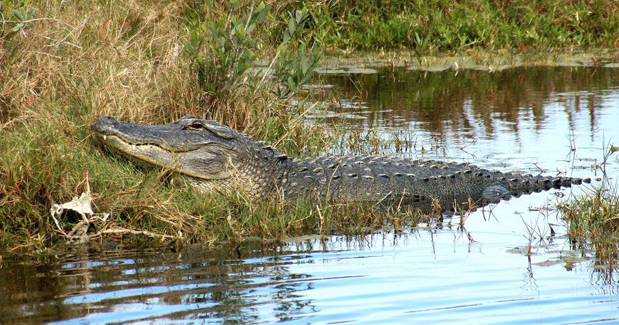 Everglades costs $35 per car
