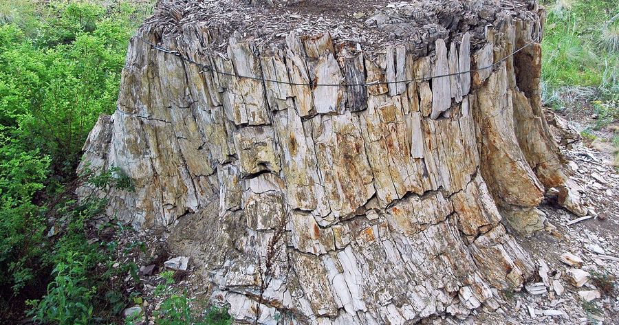 Florissant Fossil Beds costs $10 per person