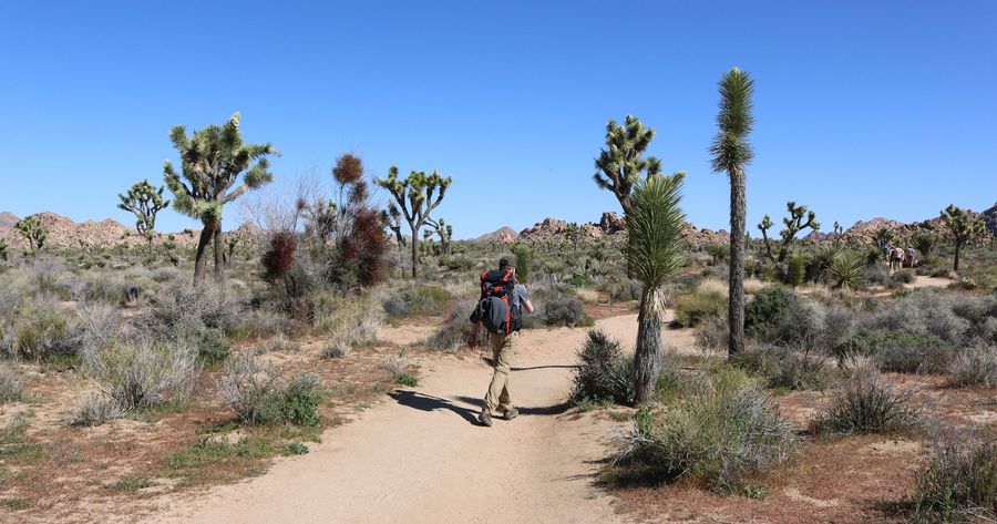 Joshua Tree costs $30 per car