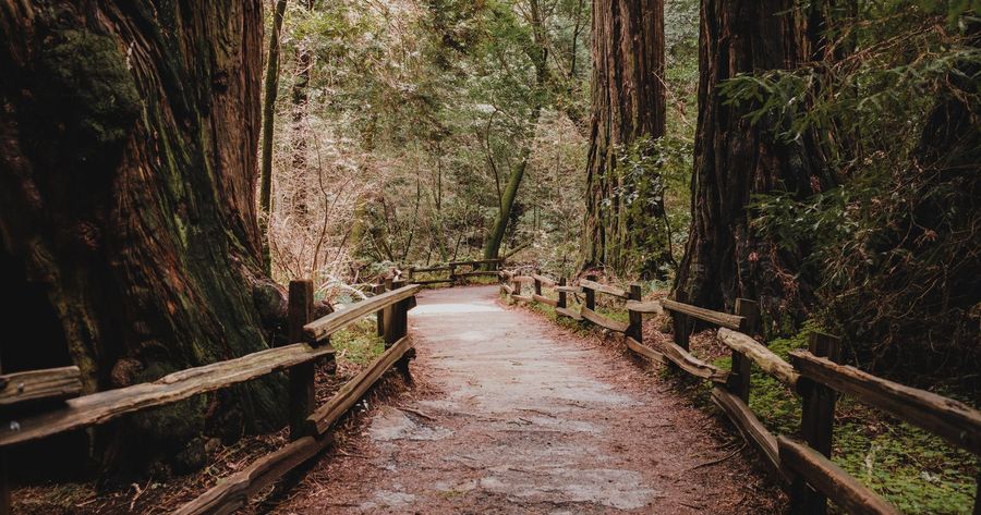 Muir Woods costs $15 per person