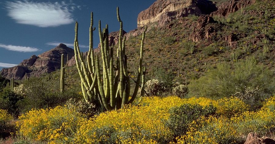 Organ Pipe Cactus costs $25 per car
