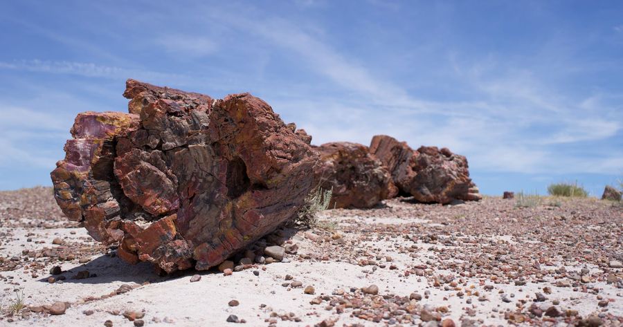 Petrified Forest costs $25 per car