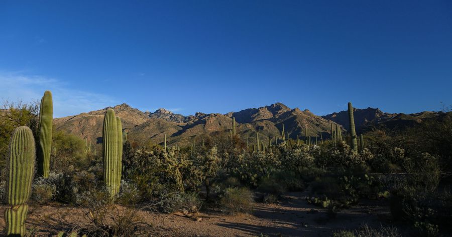 Saguaro costs $25 per car