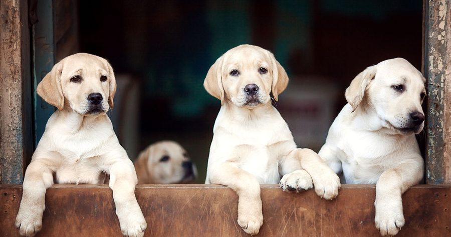 Puppy and kitten shots cost $100 to $350 for the first year series in 2026