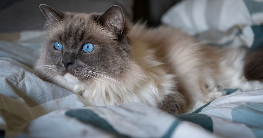 A Ragdoll kitten costs about $1,000 to $3,500 from a breeder in 2026