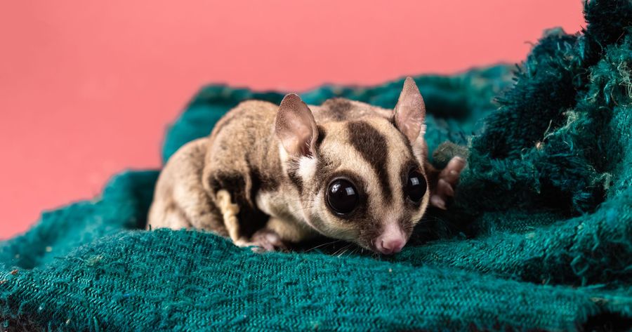 A sugar glider costs about $200 to $500 in 2026