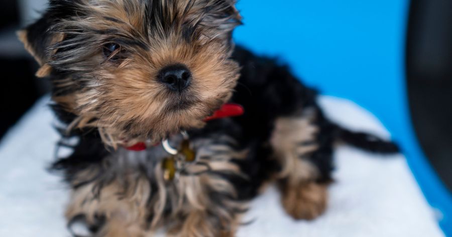 A teacup Yorkie costs about $1,500 to $3,500 in 2026