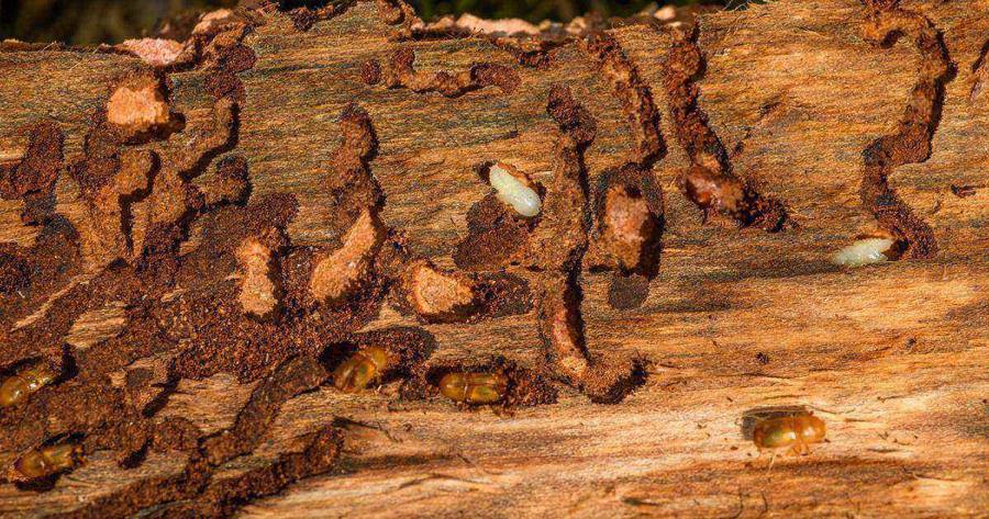 Terminix termite treatment costs about $1,000 to $3,500 in 2026
