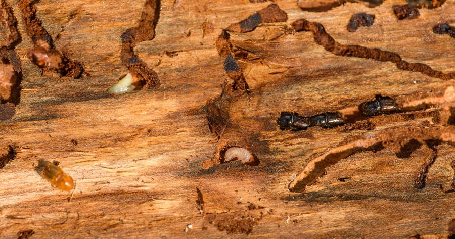 Termite treatment costs $250 to $2,500 for most homes in 2026