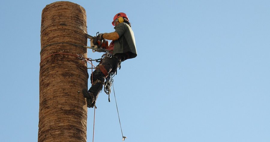 Tree removal costs $385 to $1,070 per tree in 2026